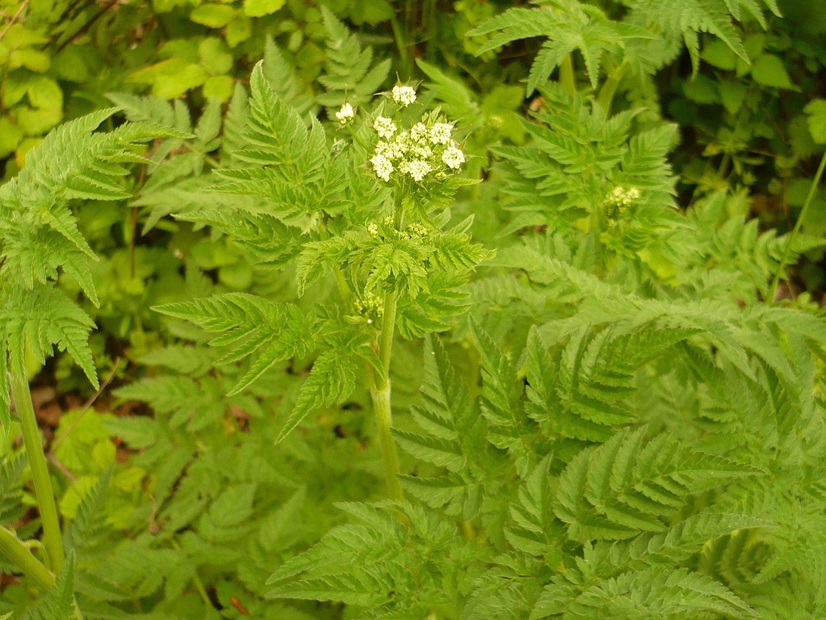 Chaerophyllum aureum (Apiaceae)